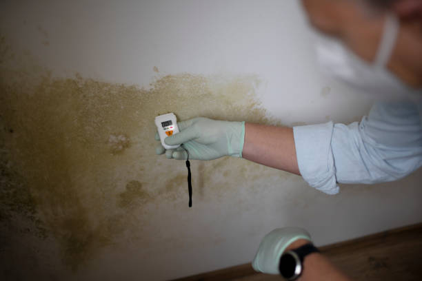Best Black Mold Removal  in Orlando, FL