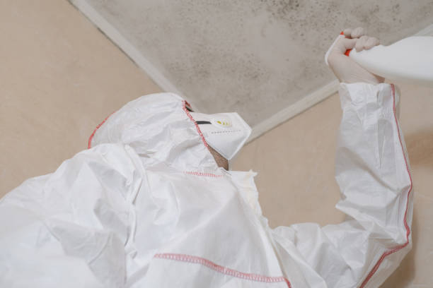 Best Mold Damage Repair  in Orlando, FL